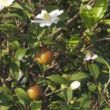 蓝山：油茶林成绿色生金的“聚宝盆”