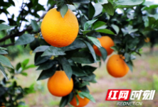 湖南新田：脐橙丰收 果农增收