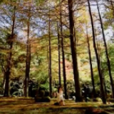 视频丨双牌阳明山：深秋暖阳照进金色“童话森林”