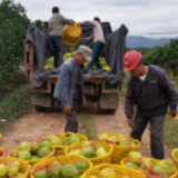 视频丨永州江永：十三万亩香柚进入采摘期