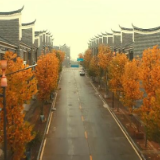 江华：“金色”梧桐为小镇添彩