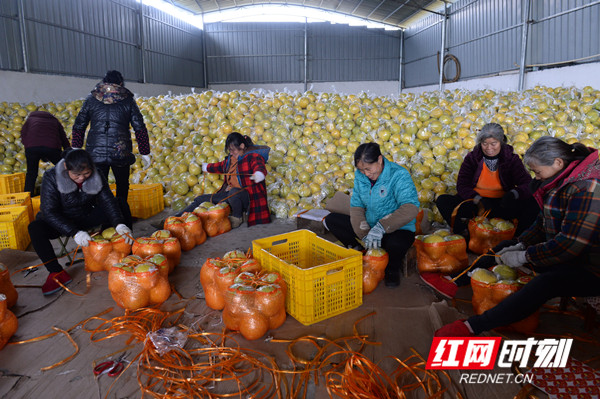 红网时刻永州12月21日讯（通讯员 黄海）12月21日，湖南省永州市江永县粗石江果农正忙着给香柚打包装袋运往各地市场。