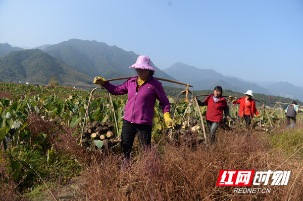 12月21日，永州市江永县桃川镇的农民在田间收挖香芋。