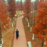 视频丨江华：滨江公园的水杉红了