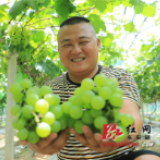 东安：葡萄熟 产业旺 果农富