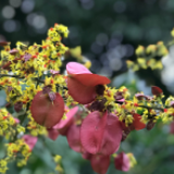 新田：栾树赏花正当时 秋花秋果满枝头