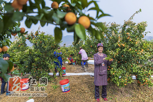 红网时刻永州1月28日讯（通讯员 曾东林）1月27日，蓝山县塔峰镇牛栏塘村的蜜橘园里一片繁忙丰收的景象，黄澄澄的橘子挂满枝头，工人们喜笑颜开，正抢抓有利天气采摘未受寒潮霜冻天气影响的蜜橘，并立即装车运往山东。