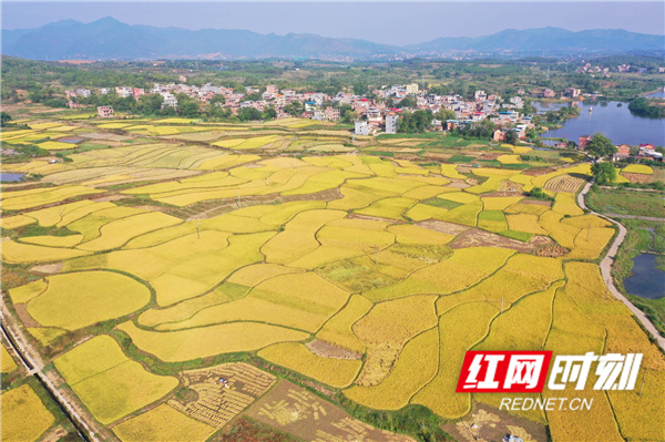 湖南省永州市道县白马渡镇樟武坊村，金色晚稻将村庄装扮得格外漂亮。