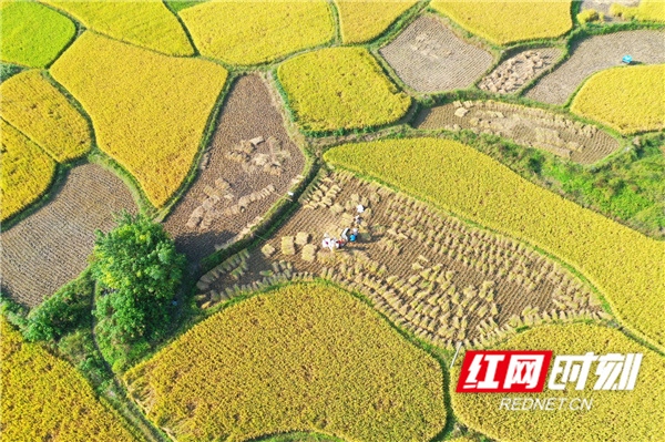 湖南省永州市道县白马渡镇樟武坊村，村民在收割晚稻。