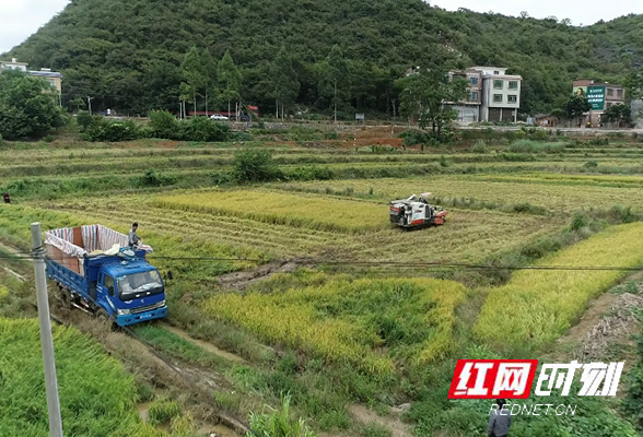 江华：晚稻丰收 秸秆粉碎还田 环保又肥田