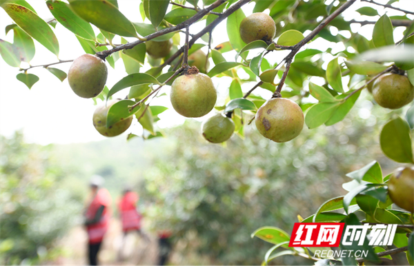 油茶果。