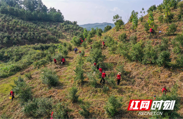 红网时刻10月23日讯（蒋克青 熊昌勇）10月23日，在湖南省道县寿雁镇平地尾村油茶基地，人们在采摘油茶果。