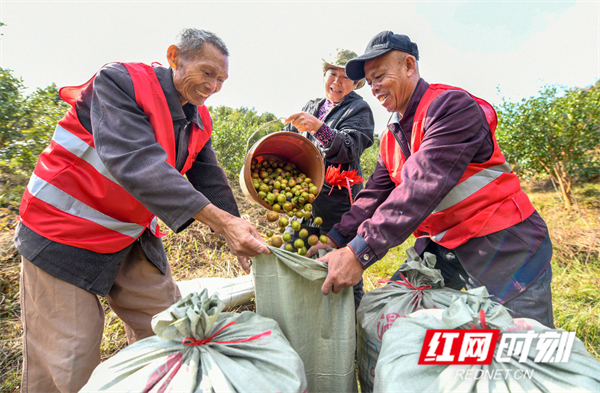 当日，是二十四节气中的霜降，当地农民抢抓农时开山采摘油茶果，油茶林里一片忙碌。