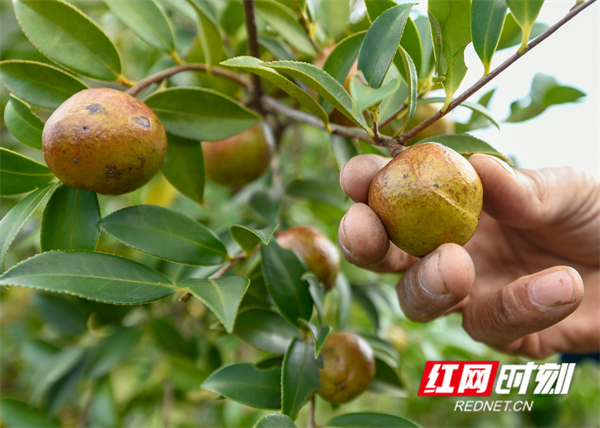 油茶果。