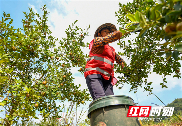 油茶是木本油料树种，随着茶油越来越受到市场欢迎，价格上升，油茶果成为群众眼中“富得流油的果实”，油茶山也成为群众发家致富的金山银山。