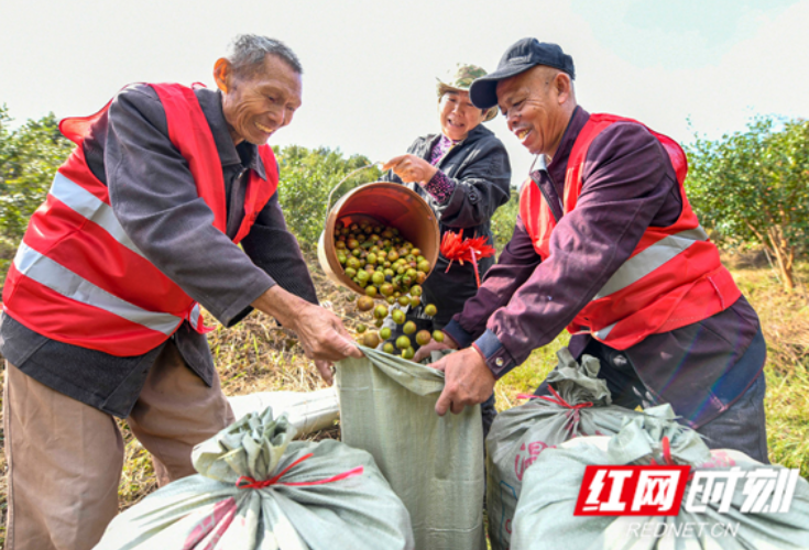 湖南道县：霜降时节好阳光 茶园采果丰收忙（组图）