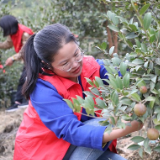 新田：油茶林里的“志愿红”