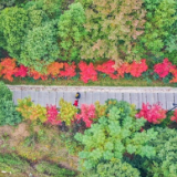 湖南蓝山：夔龙山上“枫”景如画（组图）