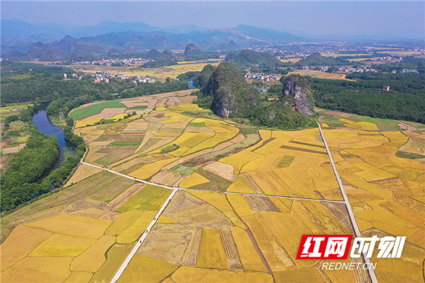 红网时刻10月29日讯（通讯员 何红福 蒋奕 ）金秋时节，湖南省永州市道县晚稻陆续成熟，田野宛如铺金毯，田间地头一派丰收的忙碌景象。