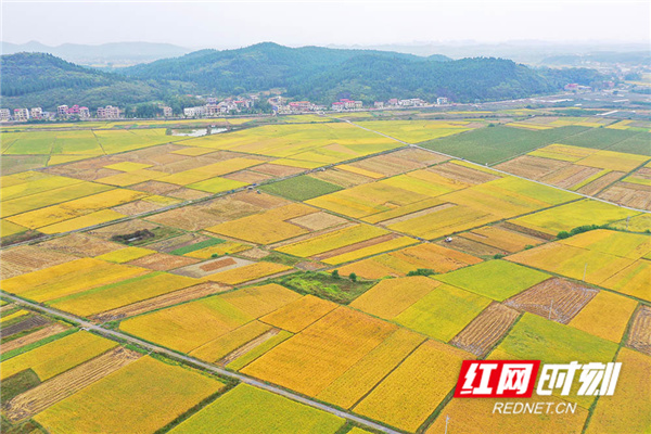 村民在收割晚稻。