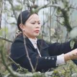 东安：梨农忙冬管 来年助增收