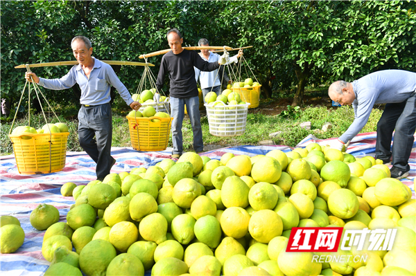 江永香柚也凭借皮薄、多汁、果肉香甜等特点，深受消费者喜爱，销往全国等地。