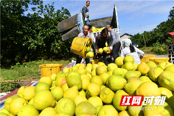 近年来，江永县不断推进农业品牌高质量发展，助力乡村振兴，把香柚作为促农增收的特色农业经济项目来抓。