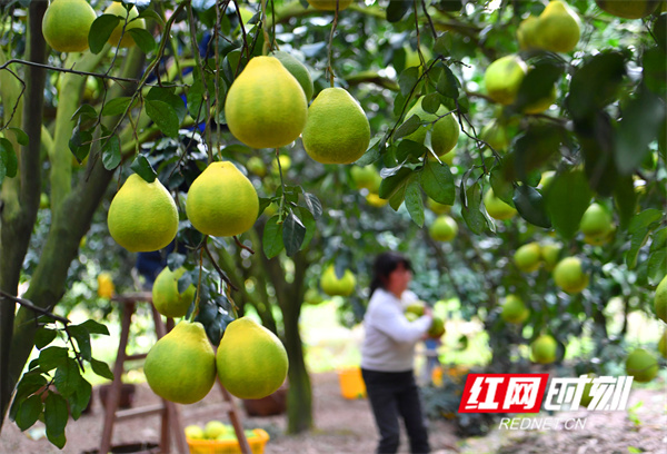 沉甸甸的果实挂满枝头，散发出诱人的芳香，弯腰笑迎“柚”客采摘。