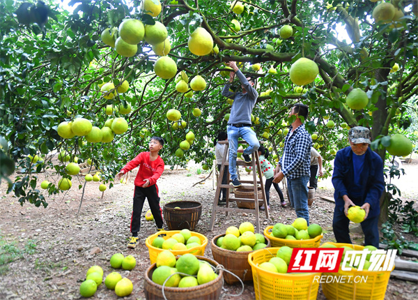 红网时刻11月14日讯（通讯员 黄海）11月13日，湖南省永州市江永县源口瑶族乡小古漯村伍贤斌一家人在果园里采摘江永香柚。