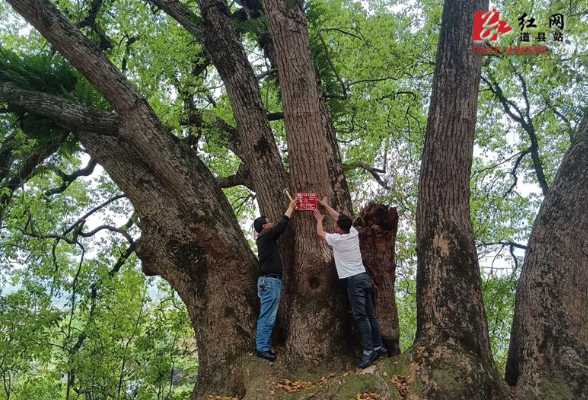 道县对5229株古树名木保护日趋规范