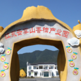 江永：“四个聚焦” 打造高质量香柚产业园