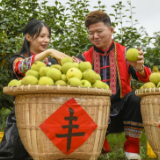 梨子中的“白甜美” 来自江华瑶山