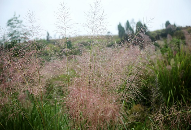 湖南新田：冬雨沐芒花 鲜亮欲滴惹人爱（组图）