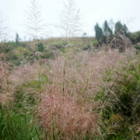 湖南新田：冬雨沐芒花 鲜亮欲滴惹人爱（组图）