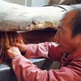 道县：古法油茶开榨 传统技艺吃香