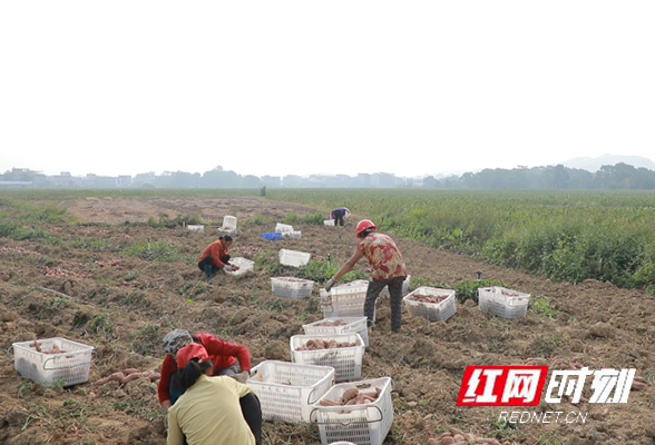 江华界牌乡：蔬菜基地丰收忙