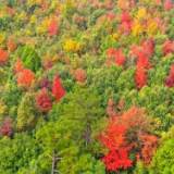 新田：千余亩枫林宛若童话世界（组图）