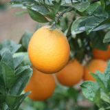 新田：生态脐橙迎丰收