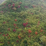 微视频丨江华山毫营村多彩黄连木美如画