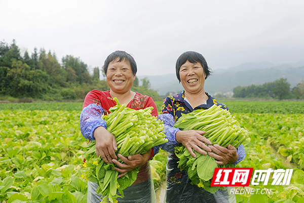 红网时刻11月5日讯（通讯员 钟伟锋）11月5日，湖南省永州市新田县中山街道潭田村870余亩高标准农田蔬菜迎来丰收，村民在加紧采摘菜心。