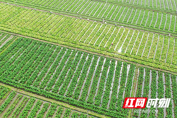 村民在加紧采摘菜心。