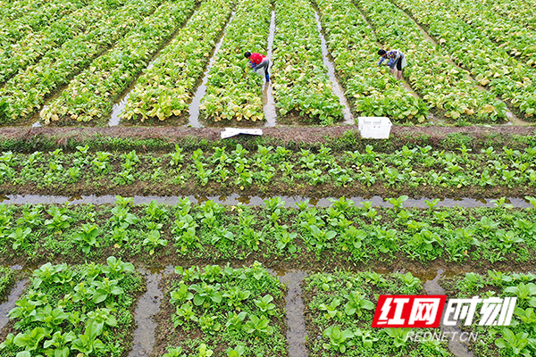 村民在加紧采摘菜心。