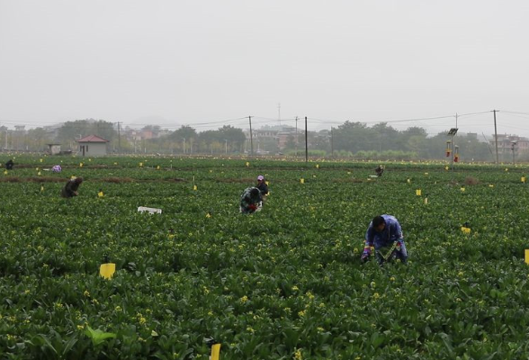 道县：首批菜心上市 直供粤港澳大湾区
