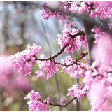 视频丨江华山毫营村：紫荆花开 迎春到