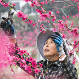 新春走基层丨蓝山：人勤春来早 桃园剪枝忙