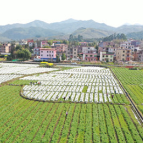 新春走基层丨蓝山：万亩香芋脱棉袄（组图）