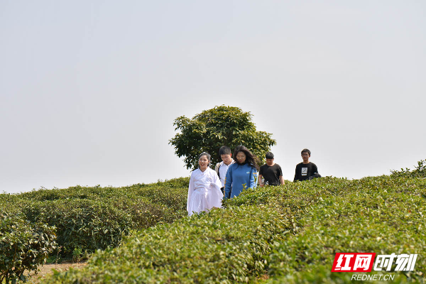 回乡过年的大学生们踏着山歌体验采茶。