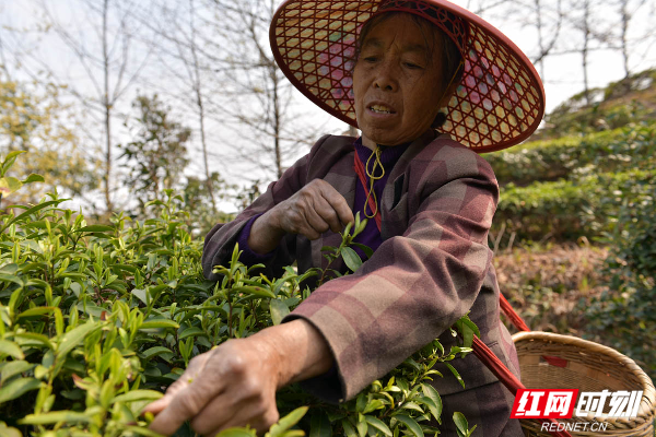 茶农正在采摘春茶尖尖。