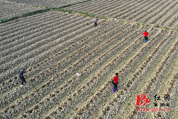 红网时刻永州2月24日讯（通讯员 钟伟锋 郑时仁）连日来，湖南省永州市新田县天气持续晴好，田间春意正浓，农民踏着春天的步伐，抢抓农时开展春耕作业。松土、施肥、浇水，田间地头一派繁忙。