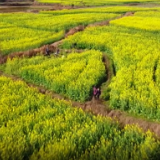 视频丨东安：油菜花开春似锦